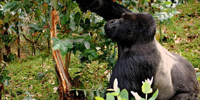 5 days uganda gorillas and chimps trekking safari - Photo 1
