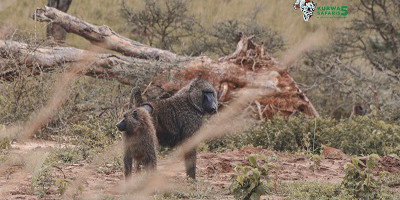 3 days breathtaking safari to queen elizabeth national park - Photo 10