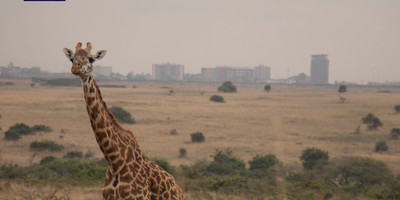 Nairobi national park tour - Photo 1