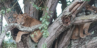 3 days breathtaking safari to queen elizabeth national park - Photo 11