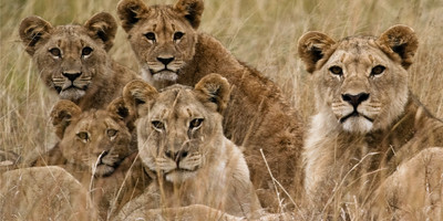 10 day tanzania adventure tented camps safari - Photo 7