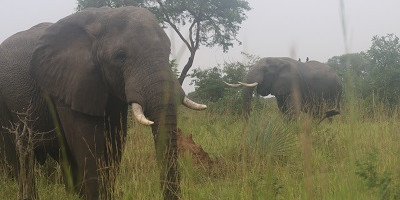 12 days breathtaking vacation safari in uganda - Photo 5