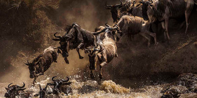 Great seasonal migration - Photo 1