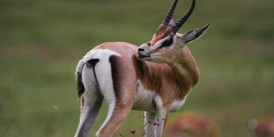 Majestic masai mara: 4-day big five safari in a 4x4 jeep - Photo 3