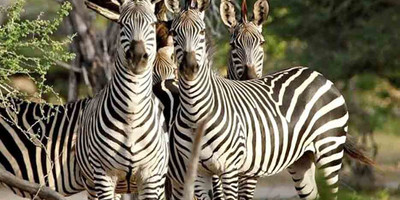 Migration & zanzibar holiday | 11 days - Photo 3