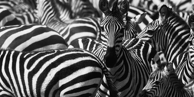 7 day tanzania luxury tented camp safari - Photo 4