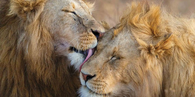 10 day tanzania private group safari - Photo 3