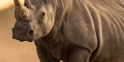 Best of kenya in 5 days: masai mara, lake nakuru & naivasha safari experience - Photo 5