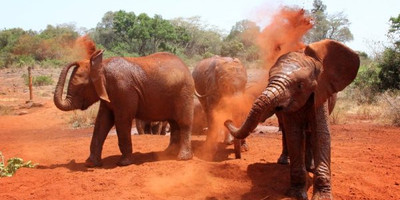 Half-day baby elephant orphanage and giraffe center tour from nairobi - Photo 4