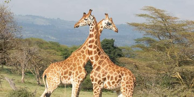 Ultimate wildlife experience: 5-day private kenya safari from nairobi - Photo 8