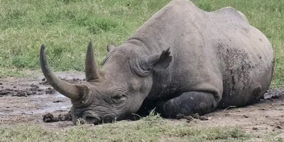 Majestic masai mara: 4-day big five safari in a 4x4 jeep - Photo 9
