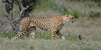 Best of kenya in 5 days: masai mara, lake nakuru & naivasha safari experience - Photo 4