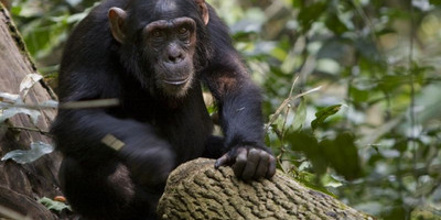 7 days safari to rwanda - Photo 7