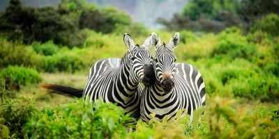 8 days wonderful kenya safari - Photo 3