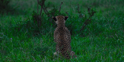 3 days tanzania private safari arusha national park -tarangire -ngorongoro - Photo 5