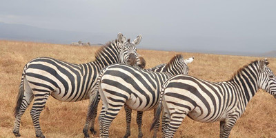 6 days tanzania private safari - Photo 15