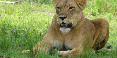 3-days murchison falls safari - Photo 7