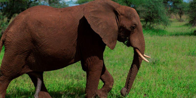 6 days tanzania camping budget safari tarangire, serengeti ,ngorongoro n.p & manyara, - Photo 16