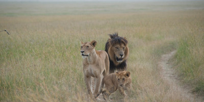 10 DAYS 9DAYS KENYA SAFARI - Photo 3