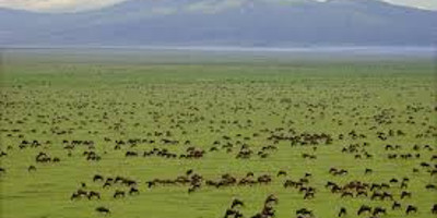 3-days exploration in tanzania iconic national parks - Photo 1