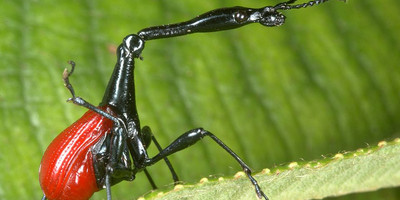 Andasibe national park - Photo 3
