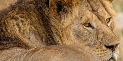 4 days tanzania budget camping safari - Photo 3