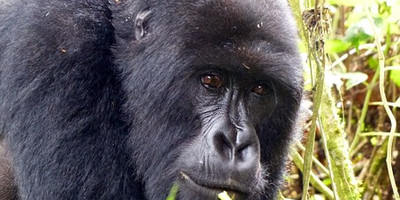 3 days gorilla trekking in bwindi national park - Photo 6