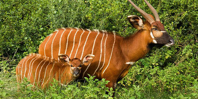 5 days aberdares / lake naivasha / masai mara luxury safari - Photo 3
