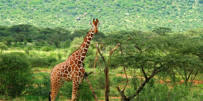 7 DAYS KENYA SAFARIS - Photo 3