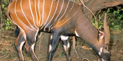 4 days samburu & ol pejeta safari itinerary – a 4x4 adventure - Photo 9