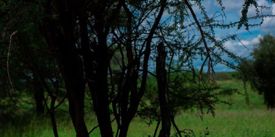 3 days tanzania mid-range safari to serengeti and ngorongoro - Photo 4