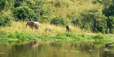Six days lion and gorilla trekking safari in uganda - Photo 6