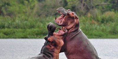 10 days uganda safari/ gorilla tracking. - Photo 9