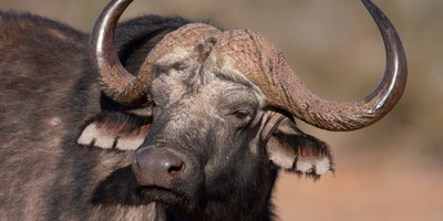 5 days tanzania budget group joining tours with burigi chato safaris - Photo 1