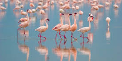  14 days bird watching safari in kenya - Photo 1