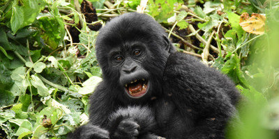 Gorillas, Wildlife and community tour - Photo 4