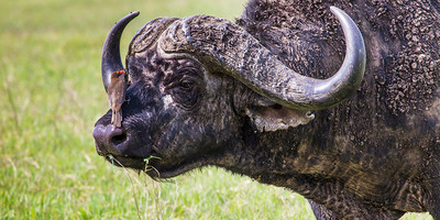 5 day serengeti big five safari. - Photo 3