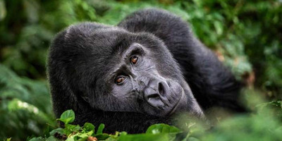 3-day gorilla and chimpanzee trekking at kalinzu - Photo 1