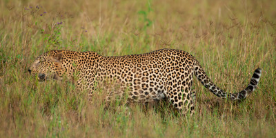 7 days luxury safari - Photo 3