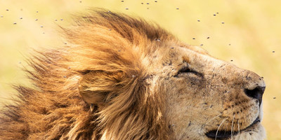 5 day serengeti big five safari. - Photo 2