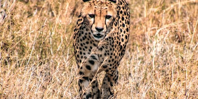 One day tanzania safari to tarangire national park - Photo 5