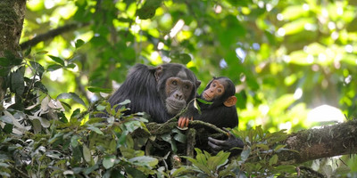 9-day rwanda gorilla, chimpanzee and wildlife safari - Photo 16
