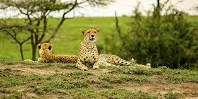 6 days great migration safari - Photo 4