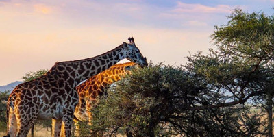 Day trip to lake manyara national park - Photo 3