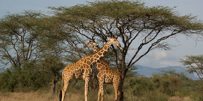 8 days 7 nights kenya safaris - Photo 3