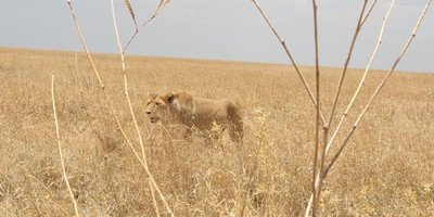  days tanzania camping (budget)safari tarangire ngorongoro - Photo 17