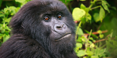 3 days uganda gorilla safari - Photo 1