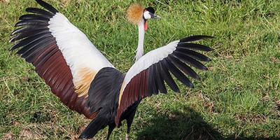 Mount kenya trek and classic safari adventure - Photo 4