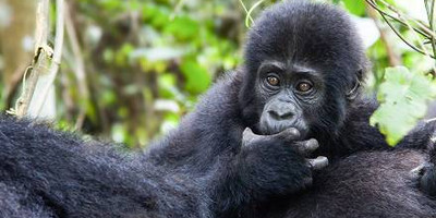 3 days gorilla trekking in bwindi national park - Photo 9