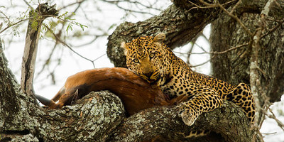Mount kenya trek and classic safari adventure - Photo 2